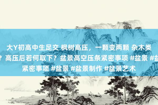 大Y初高中生足交 枫树高压，一颗变两颗 杂木类，花果类若何高压？高压后若何取下？盆景高空压条紧密事项 #盆景 #盆景制作 #盆景艺术